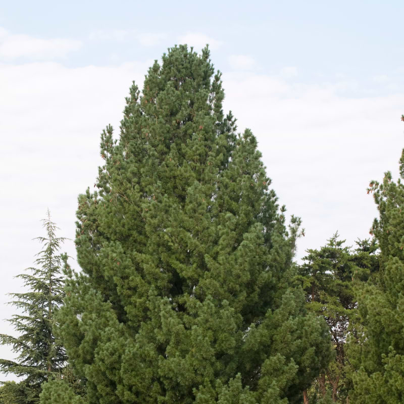 Weymouth Fyr (Pinus strobus 'Fastigiata') 90-120 cm