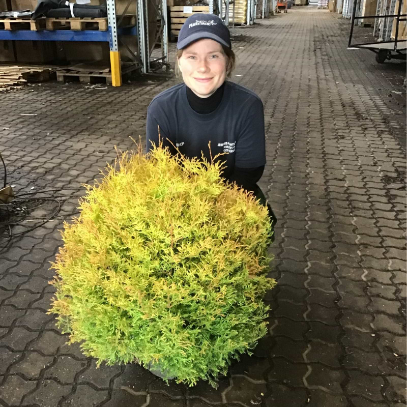 Thuja occidentalis Fire Chief