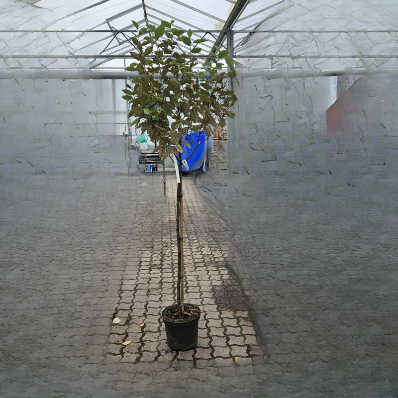 Sølvblad (Elaeagnus x ebbingei 'Compacta') Opstammet 120 cm