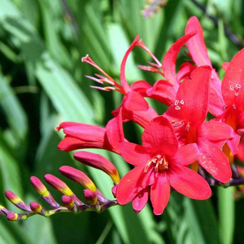 Montbretia (Crocosmia x curtonus 'Lucifer') - flere varianter