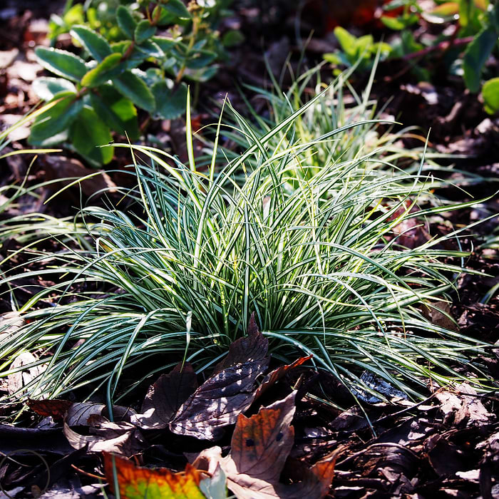 Japansk star (Carex brunnea 'Variegata') 2L