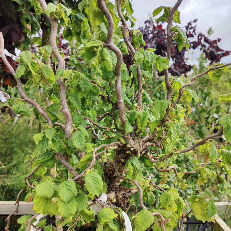 Troldhassel (Corylus avellana 'Scooter') Opstammet 120 cm