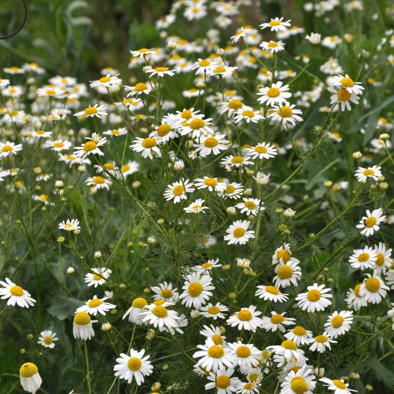 matricaria recutita