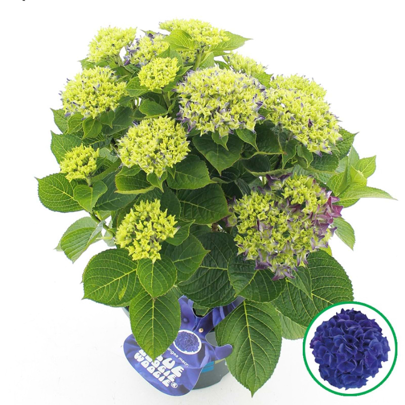 Hortensia (Hydrangea macrophylla 'Blue Boogiewoogie'®) 5 L