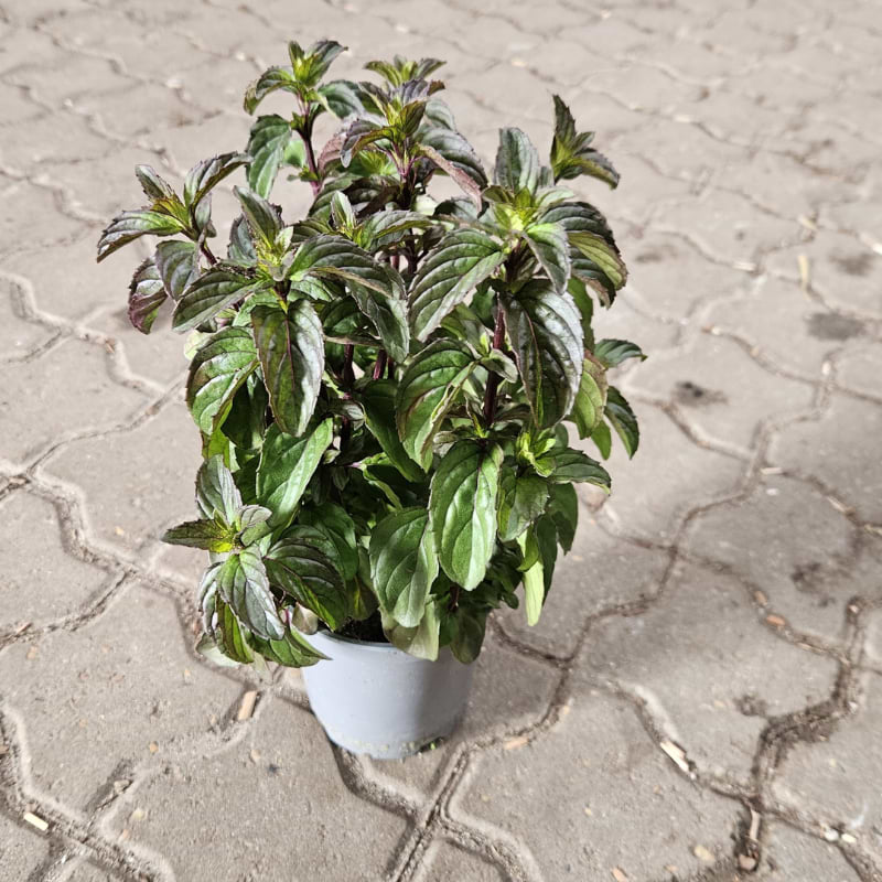 Basilikum mynte (Mentha x piperita 'Basil')