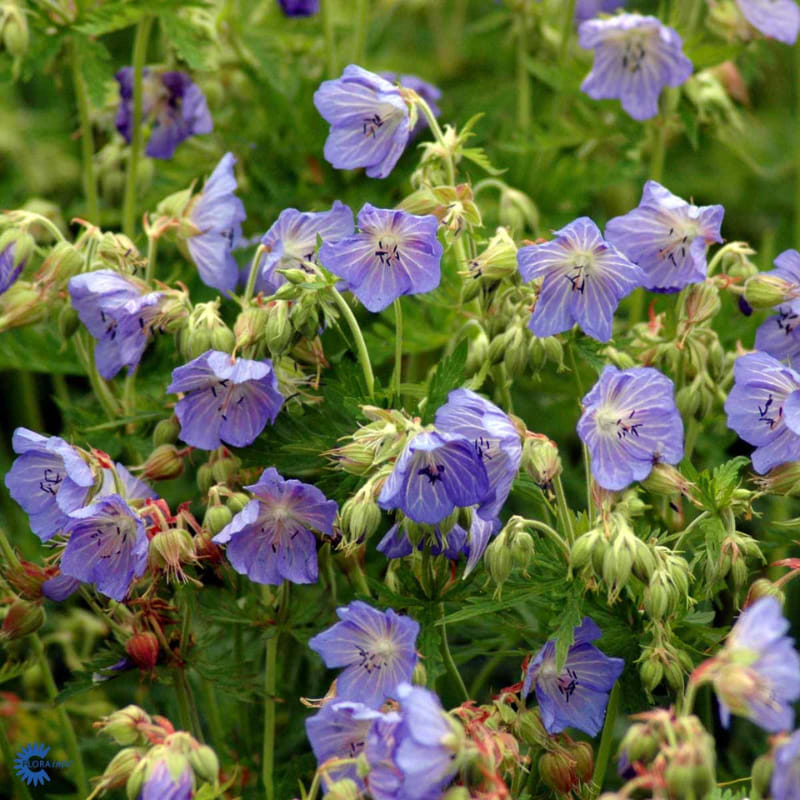Geranium pratense