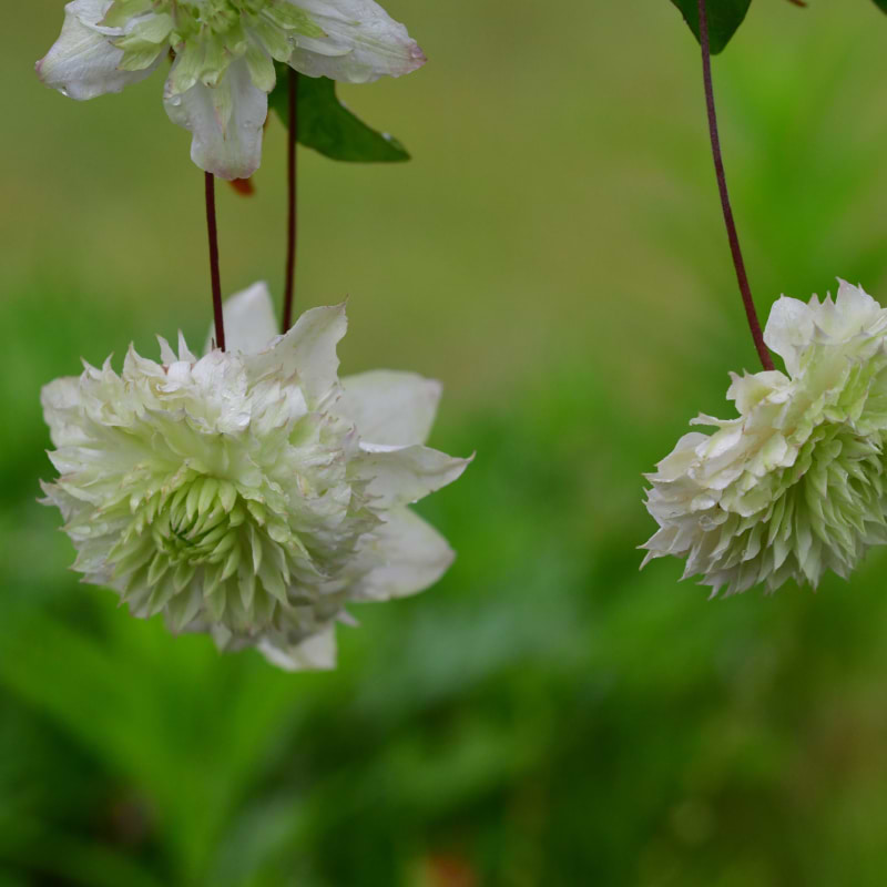 Clematis Florida ('Manju') 30-60 cm