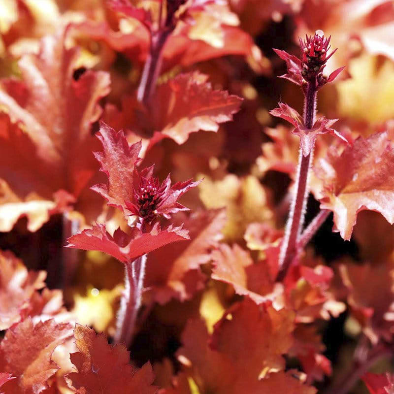 Alunrod (Heuchera 'Marmalade') - flere varianter 