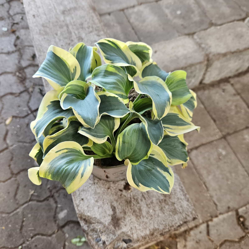 Funkia (Hosta 'Mini Skirt') Potte 2L
