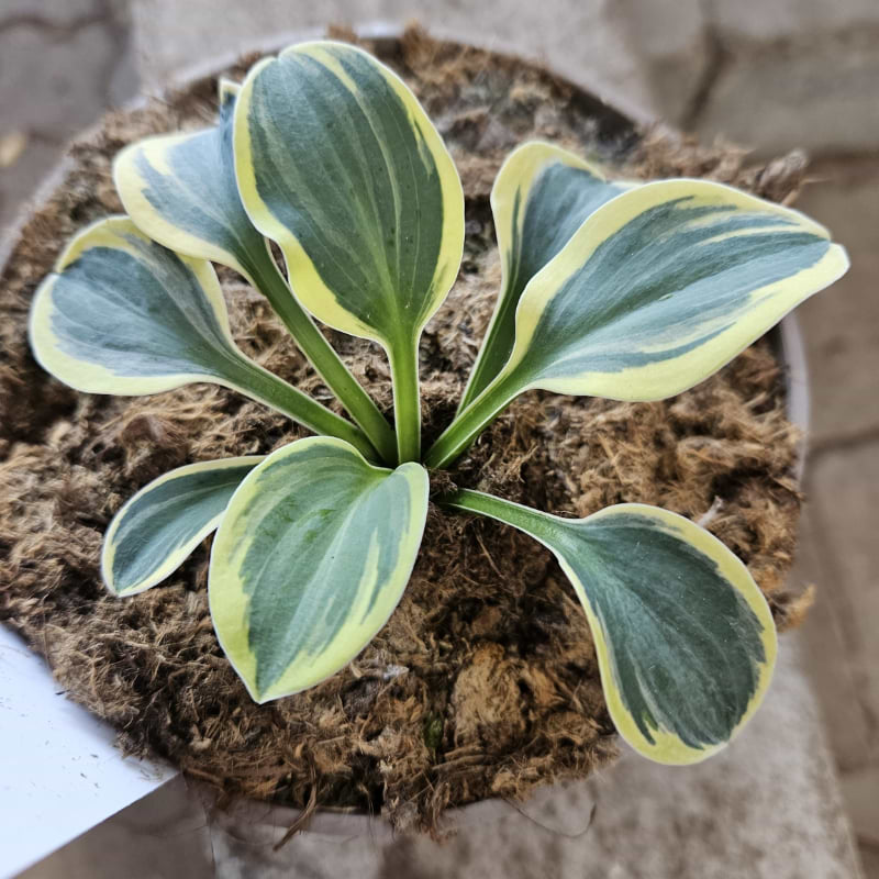 Funkia (Hosta 'Frosted Mouse Ears') Potte 2L