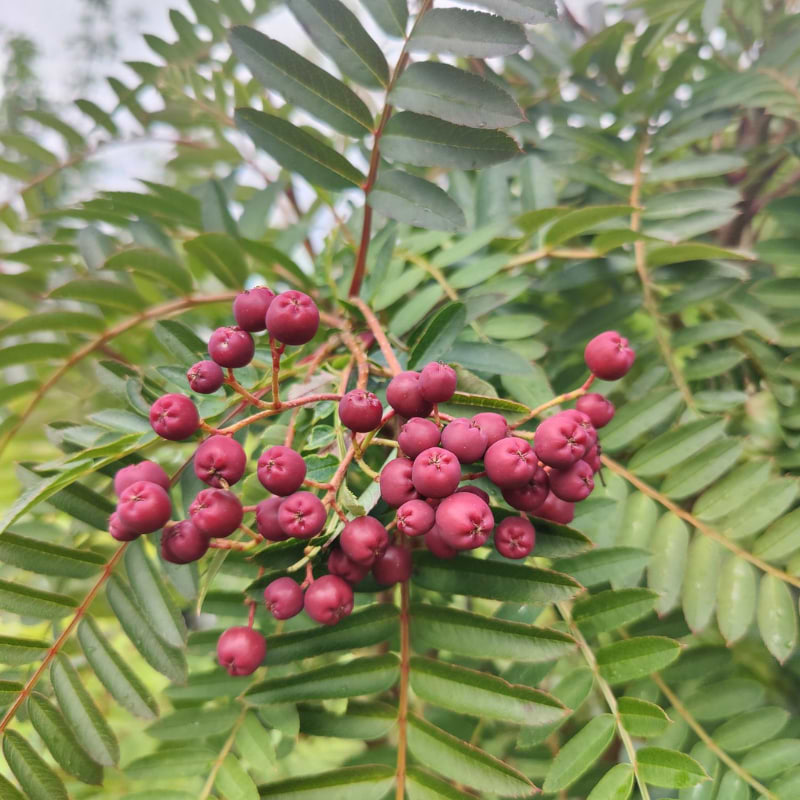 Perlerøn (Sorbus 'Purple Magic') Opstammet - flere variant