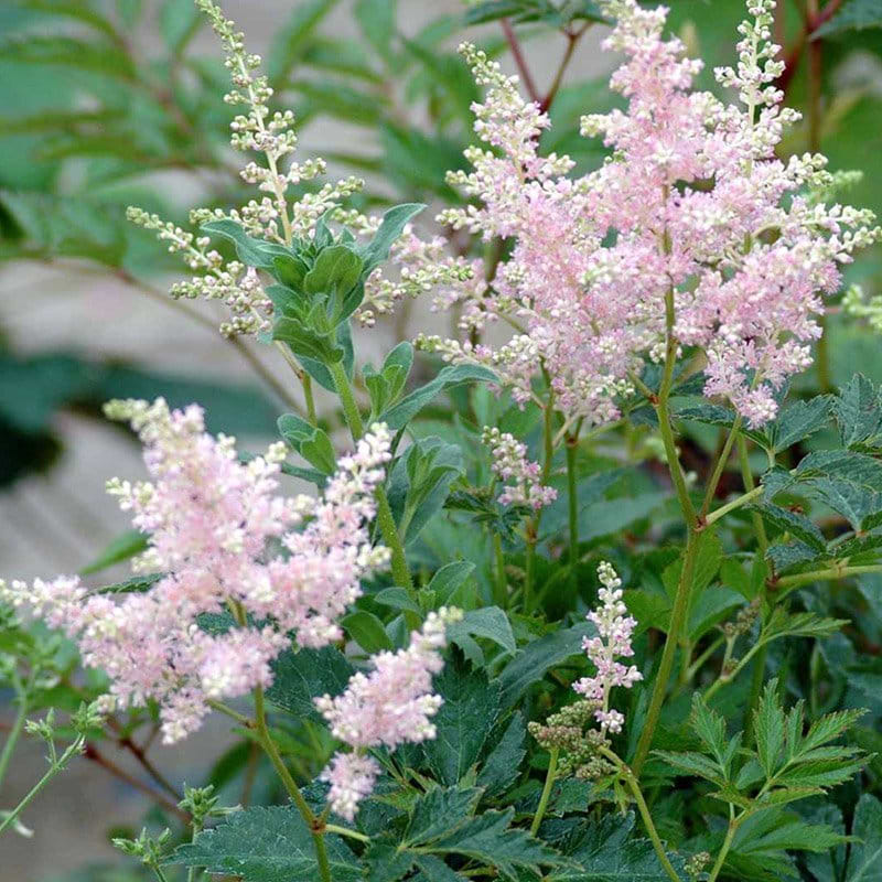 Astilbe (Astilbe japonica 'Europa') - flere varianter