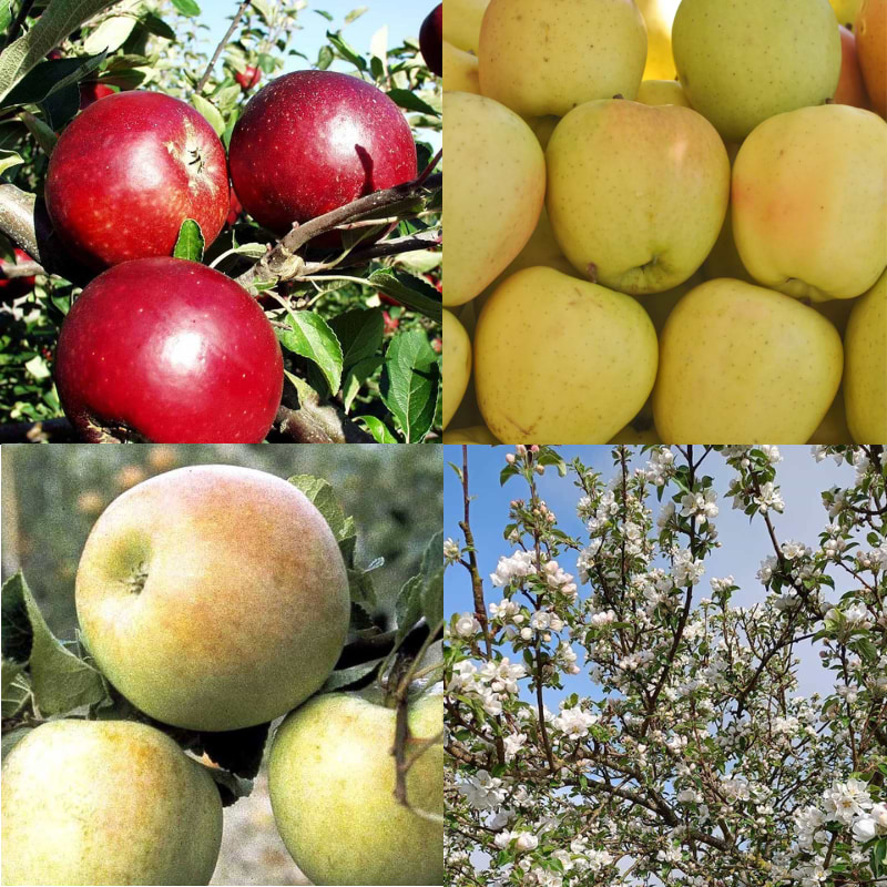 Familiefrugttræ Æble 3 sorter (Malus domestica) 'Rød Ingrid Marie', 'Oranie', 'Aroma'