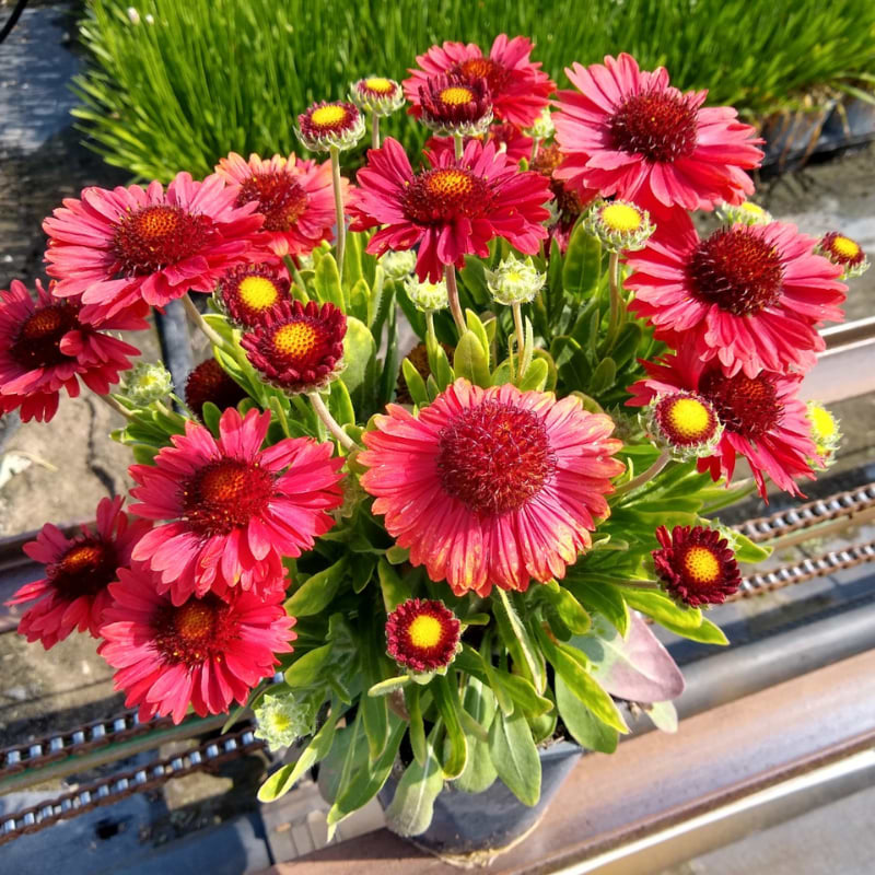 Kokardeblomst (Gaillardia aristata 'Spintop red') 2L