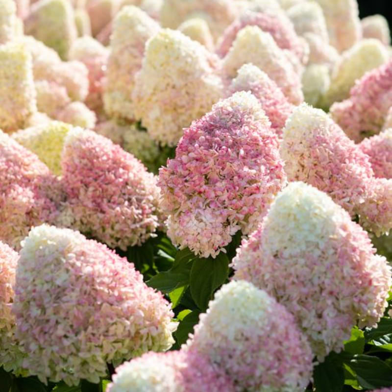 Hortensia (Hydrangea Pan. ’Living Candy Love') 