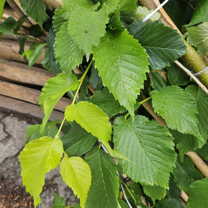 Elm (Ulmus hybrid 'Dodoens') 160-200 cm