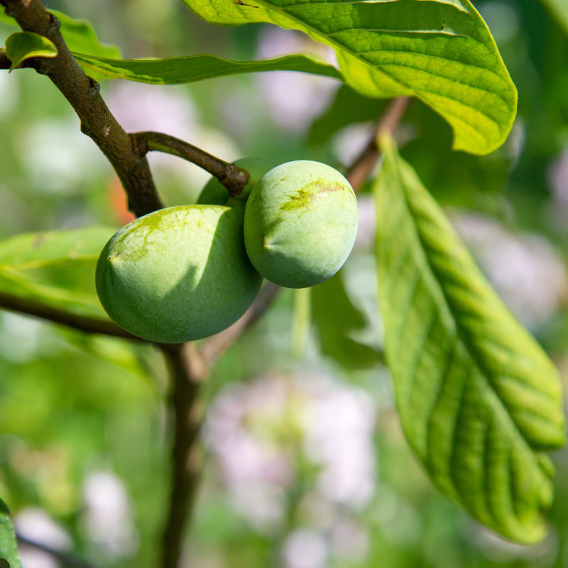 Indianer Bananer (Asimina triloba 'Maria's joy') 100-130 cm