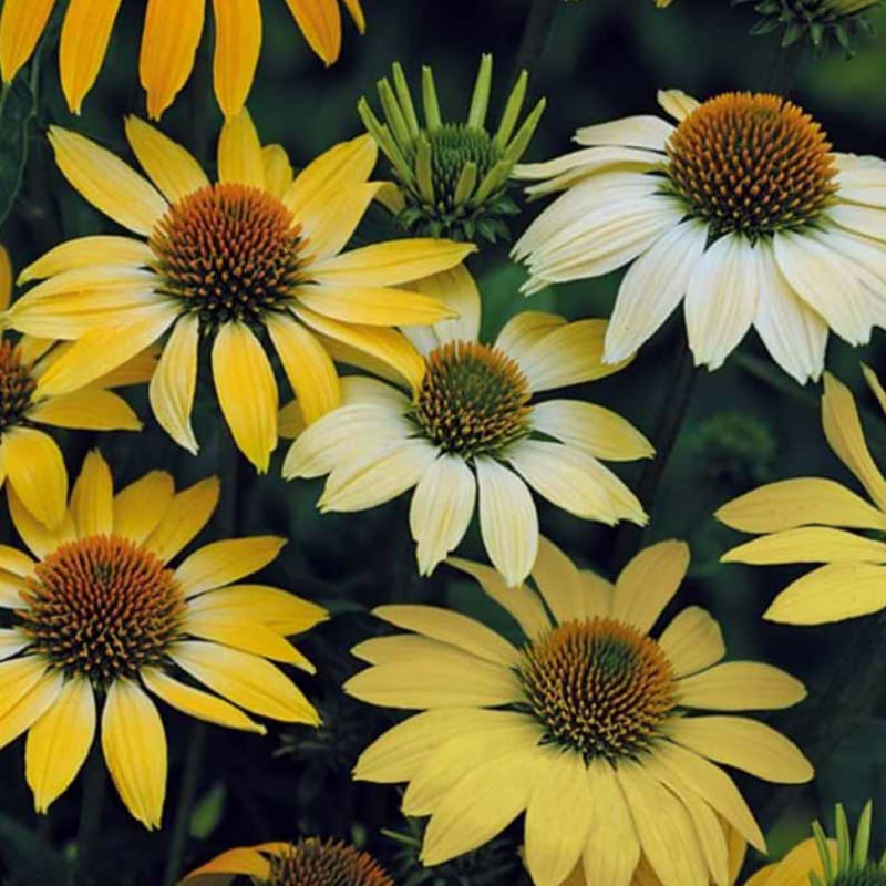 PURPURSOLHAT (ECHINACEA PURPUREA 'Mellow Yellows') - Flere varianter