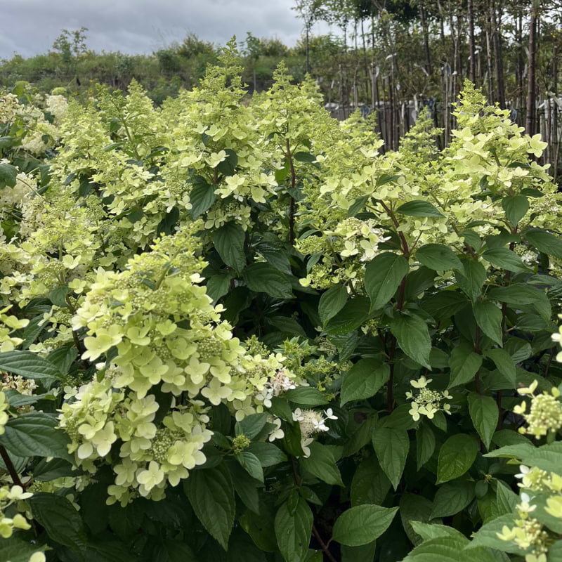 Hortensia (Hydrangea paniculata ’Confetti'®) 30-50 cm   