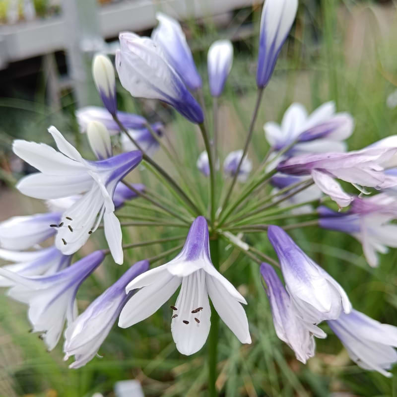 Skærmlilje (Agapanthus 'Fireworks') Potte 2 L