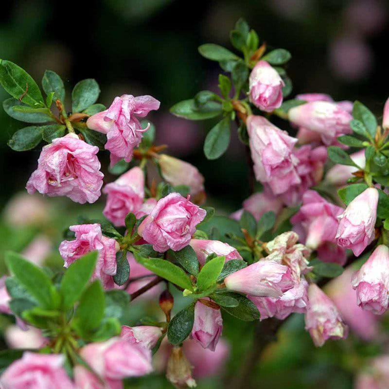 Rhododendron (Rhododendron 'Rosebud') - flere varianter