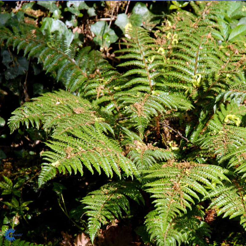 Japansk mosbregne (Polystichum 'Polyblepharum') - flere varianter