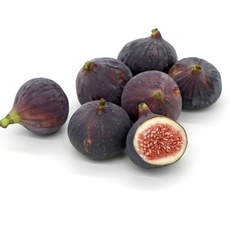 Figentræ (Ficus carica 'Rode de Bordeaux') 