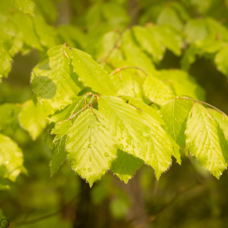 Bøg (Fagus sylvatica 'Aurea Pendula') - Opstammet 200 cm 