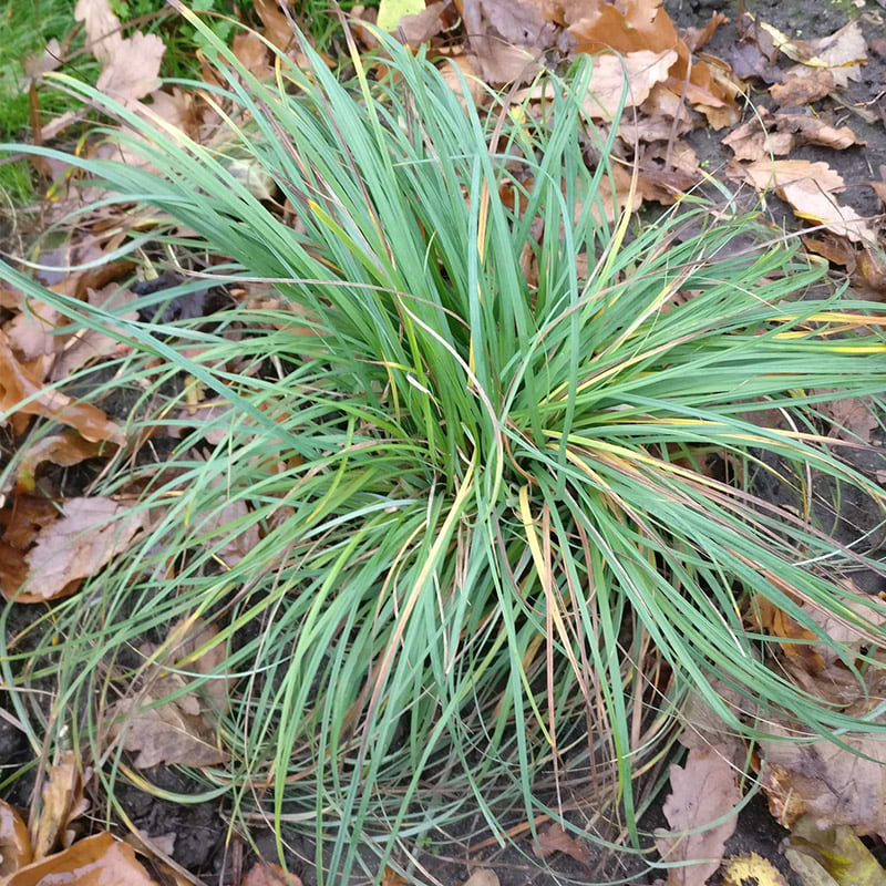 Blå Star (Carex Flacca 'Blue Zinger') - flere varianter