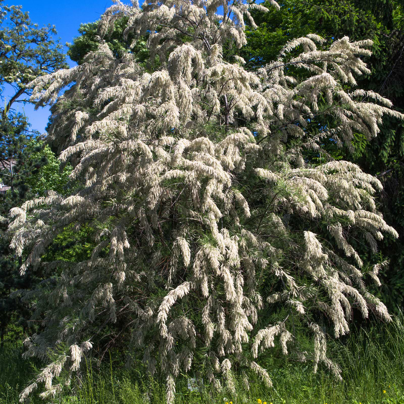 Hvid tamarisk - lyngtræ (Tamarix Ramosissima 'Hulsdonk White') - flere varianter