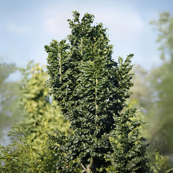 Kalask Kålask (Fraxinus excelsior 'Crispa') Opstammet - flere varianter