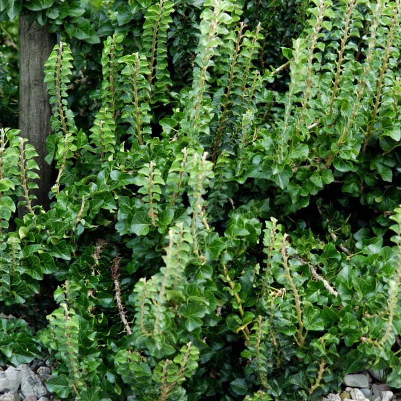 Efeu|Hedera helix 'Erecta'|Kb her