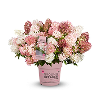 Hortensia (Hydrangea paniculata 'Groundbreaker® Blush')