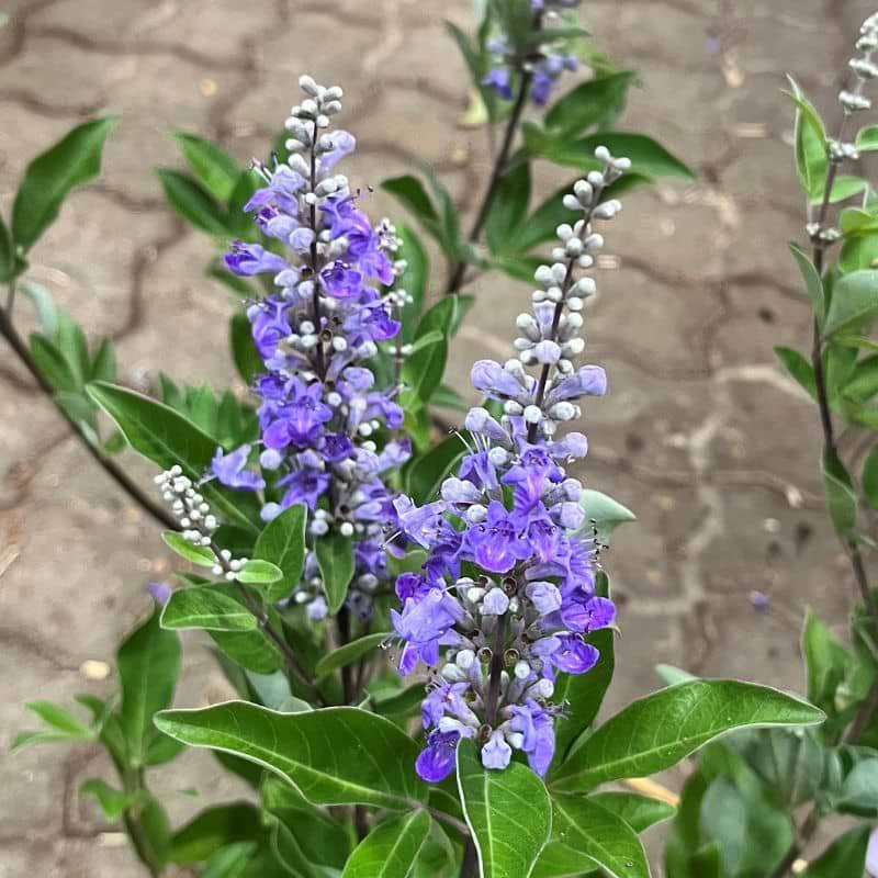 Kyskhedstræ (Vitex 'Chicagoland Blues')