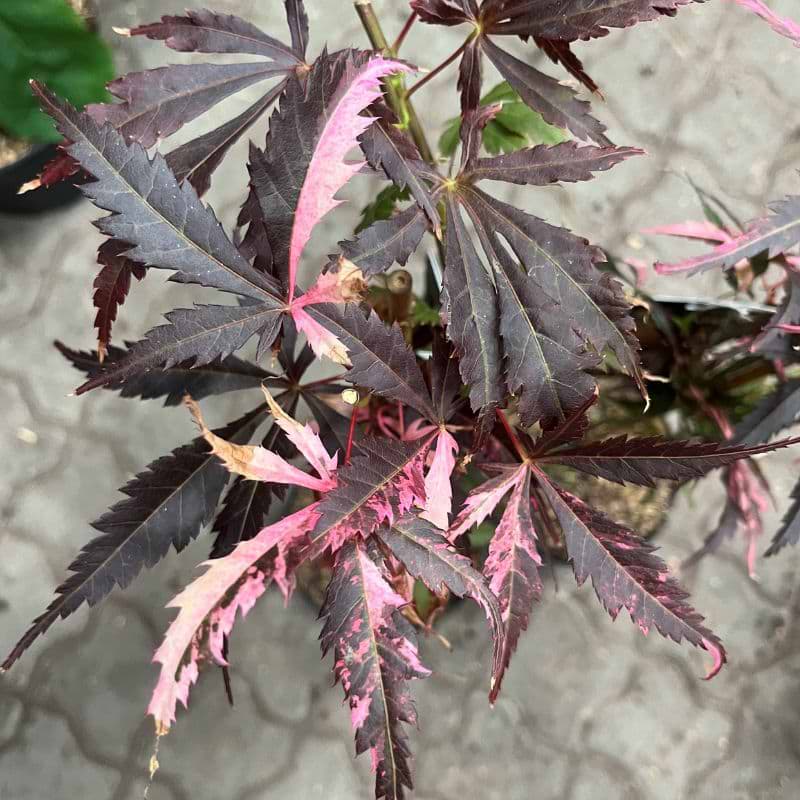 Japansk Ahorn (Acer palmatum 'Rainbow') 50-80 cm