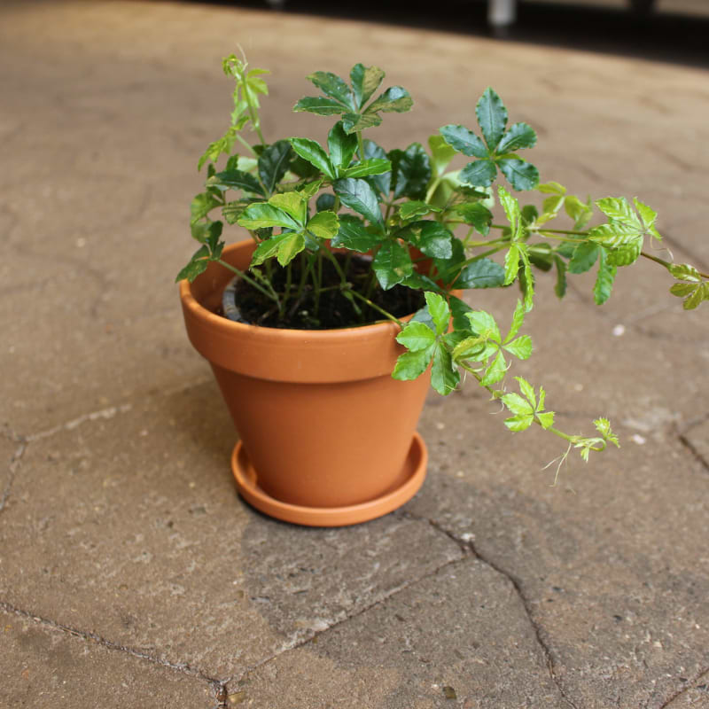 cissus striata