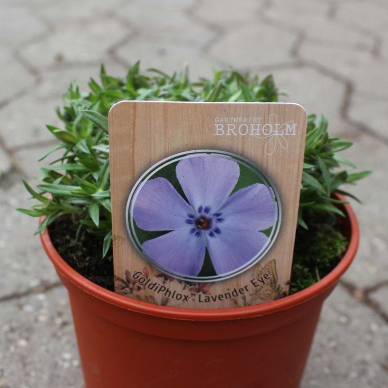 Lyngfloks (Phlox subulata GoldiPhlox 'Lavender Eye') 
