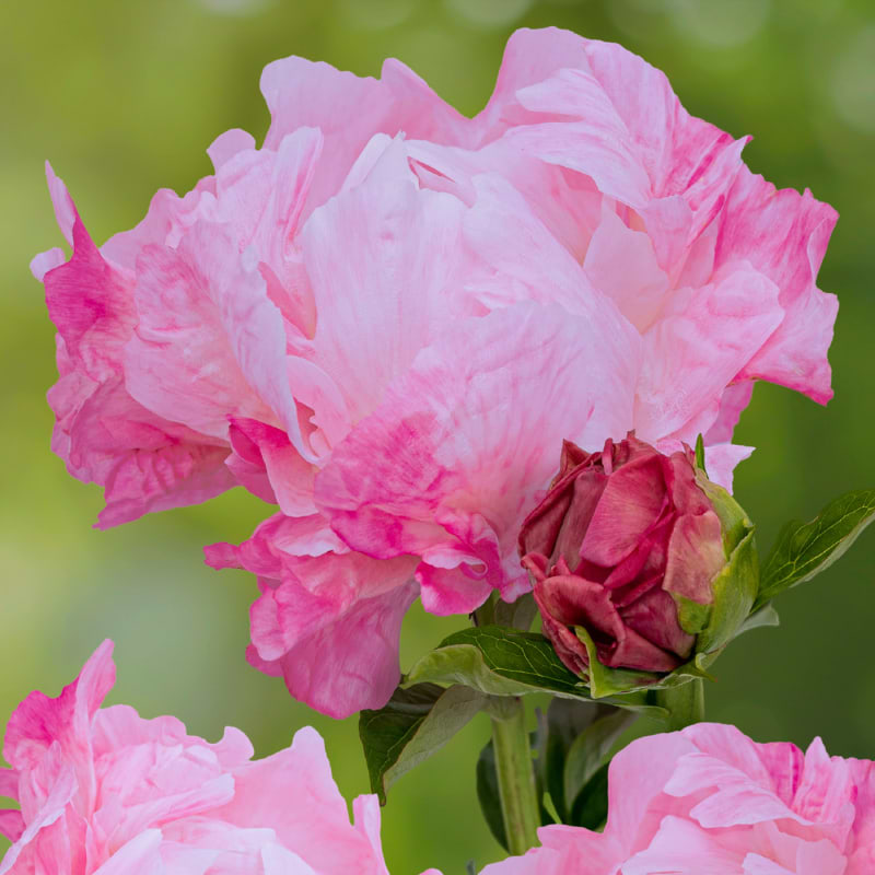 Pæon (Paeonia 'Pink Choice') 4L