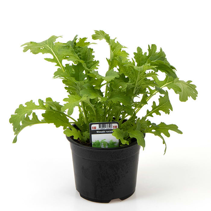 Wasabi Rucola | (Brassica juncea)| Køb her