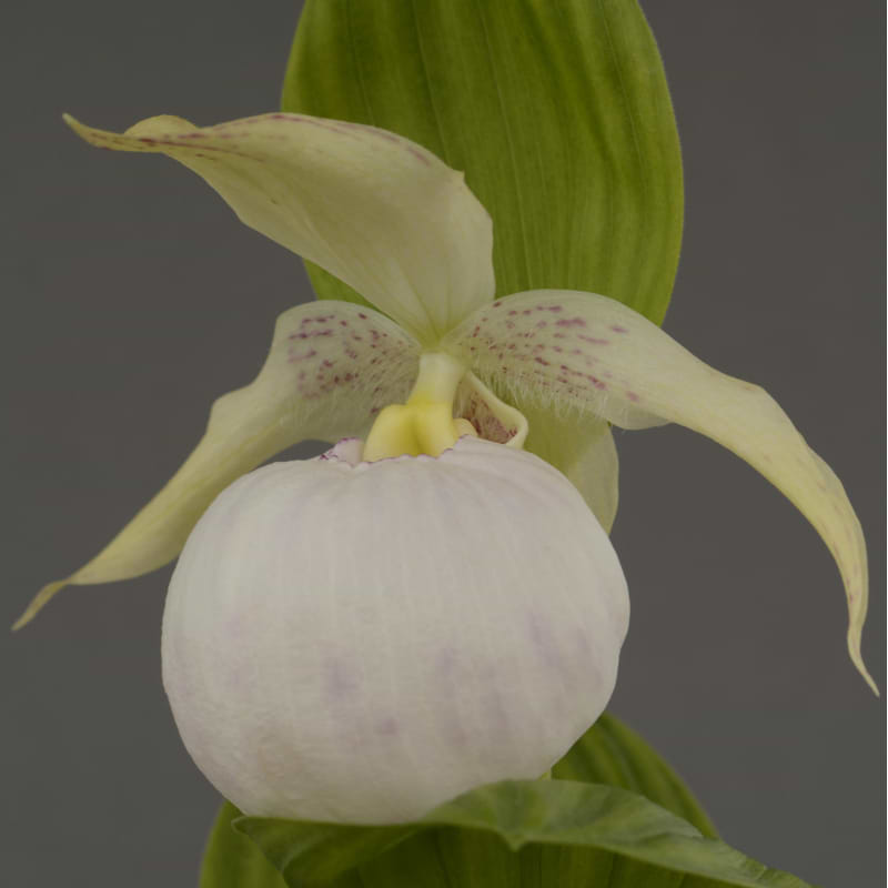 Haveorkidé - (Cypripedium 'Sabine Pastel') XL