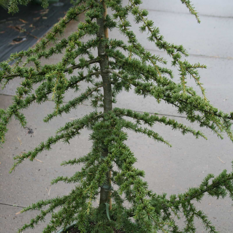 Cypriotisk Ceder (Cedrus brevifolia 'Nana Epstein') 50-80 cm