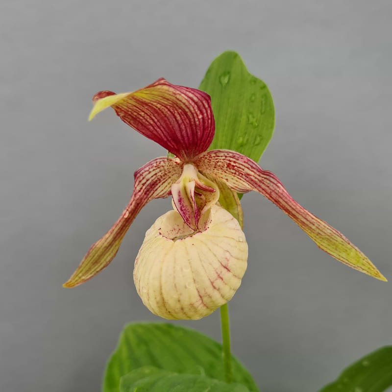 Haveorkidé - (Cypripedium 'Ventricosum x 'Pastel') XL