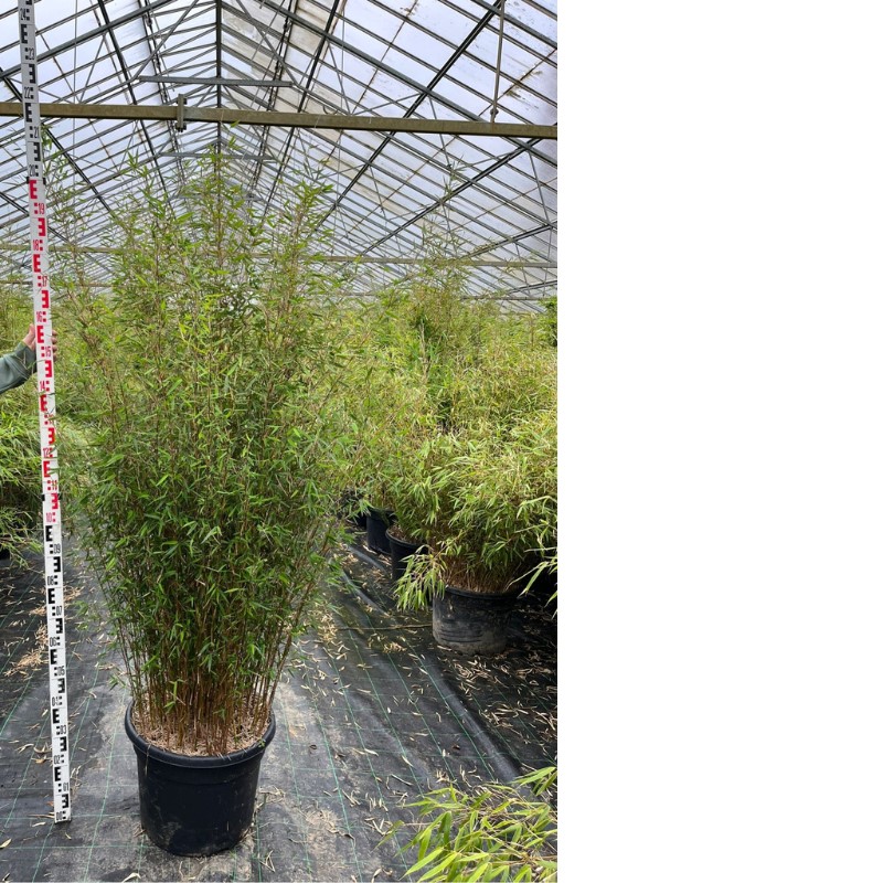 goldfruchtpalme kunstpflanze Areca Palme Kunstpflanze 190cm Deko pflegeleicht kaufen
