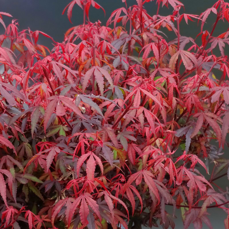 JAPANSK AHORN (ACER PALMATUM 'ROYLE')