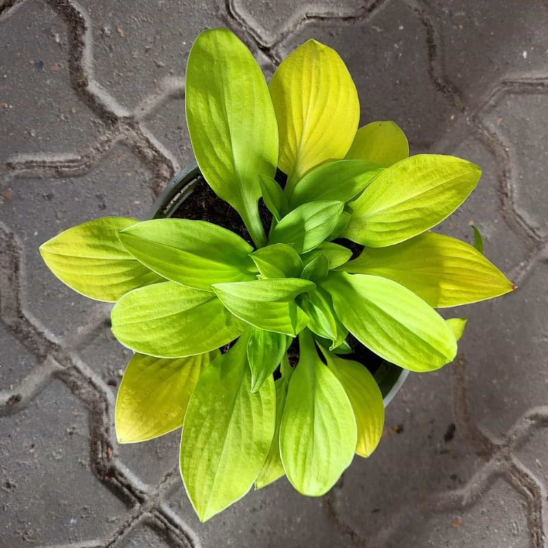 sun mouse hosta