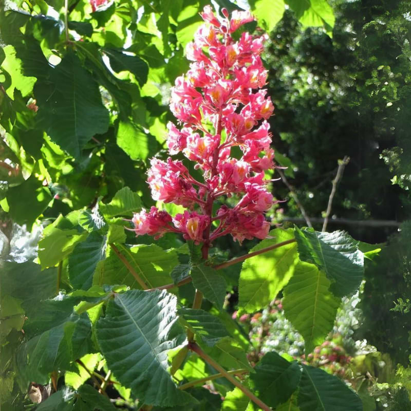 Hestekastanie Rød (Aesculus carnea 'Briotii') 300-400 cm Stammeomkreds 10-12 cm