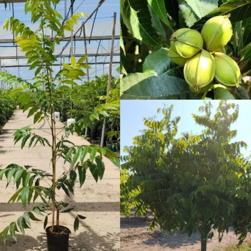 Pekannød (Carya illinoinensis 'Choctaw') 120-150 cm