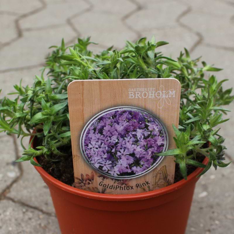 Lyngfloks (Phlox subulata GoldiPhlox 'Pink') 
