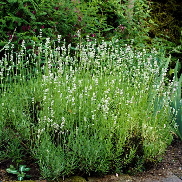 Lavendel hvid