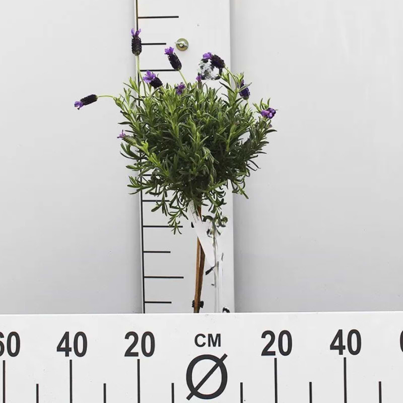 Sommerblomst Lavendel (Lavandula) Opstammet - flere varianter